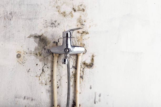 Best Mold Damage Repair  in Seymour, TN