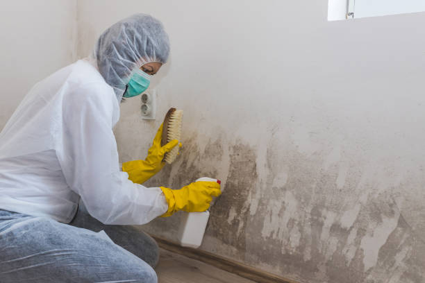 Best Attic Mold Removal  in Seymour, TN
