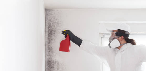 Best Fast Mold Removal  in Seymour, TN