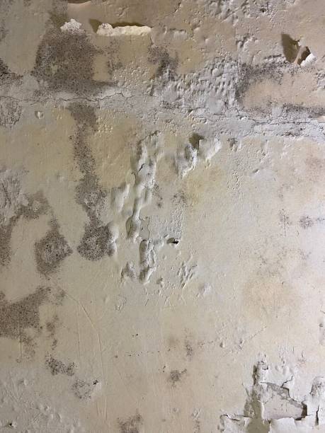Best Crawl Space Mold Removal  in Seymour, TN