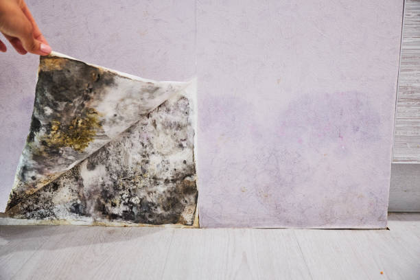 Best Commercial Mold Removal  in Seymour, TN